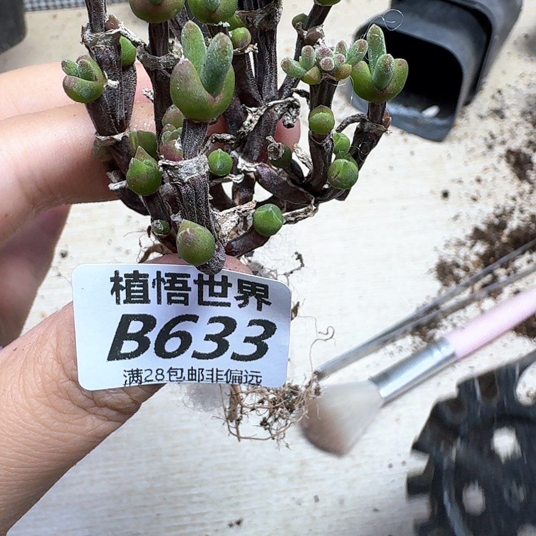 多肉植物的润泽fghh