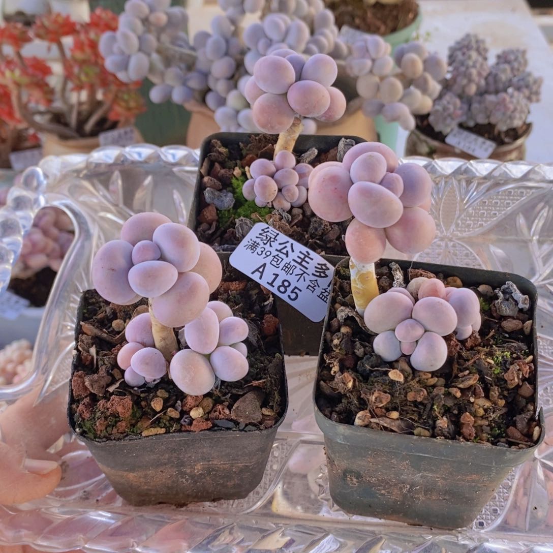 芭比奶洛3棵285多肉植物