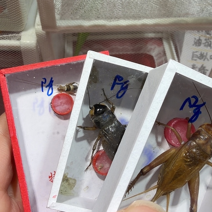 陈****蟋蟀三天黄蛉包邮