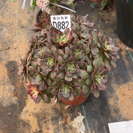 882粉花妖不包断枝