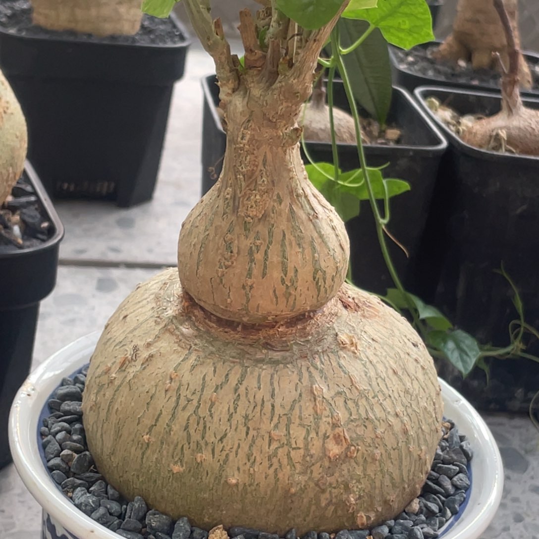 实生，葫芦形，银叶睡布袋
