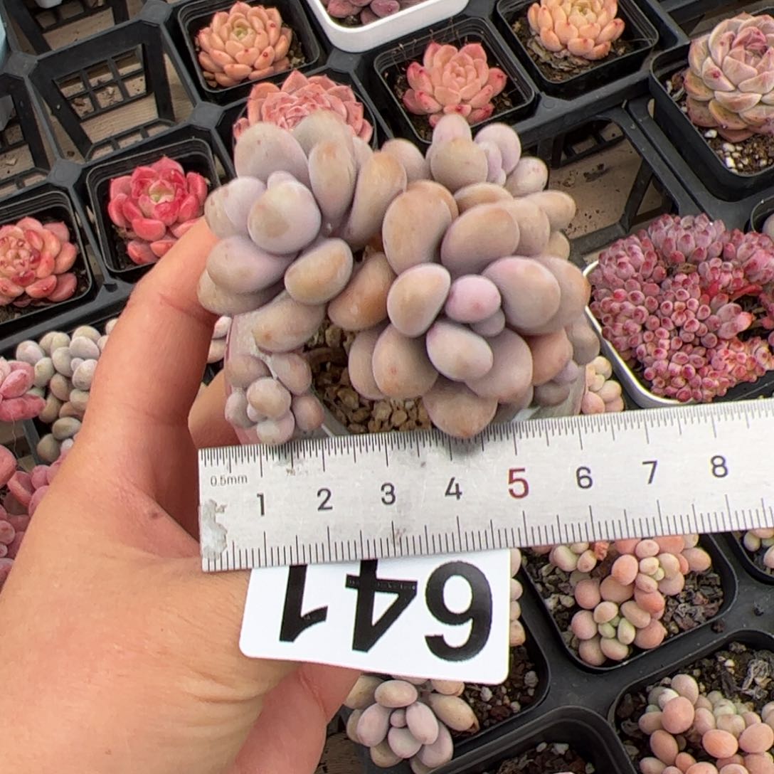 糖*641 多肉植物组合盆栽
