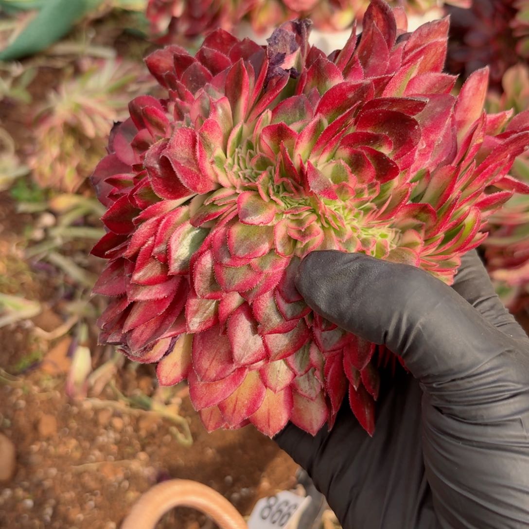 嗯8832 号多肉法师特价没有根