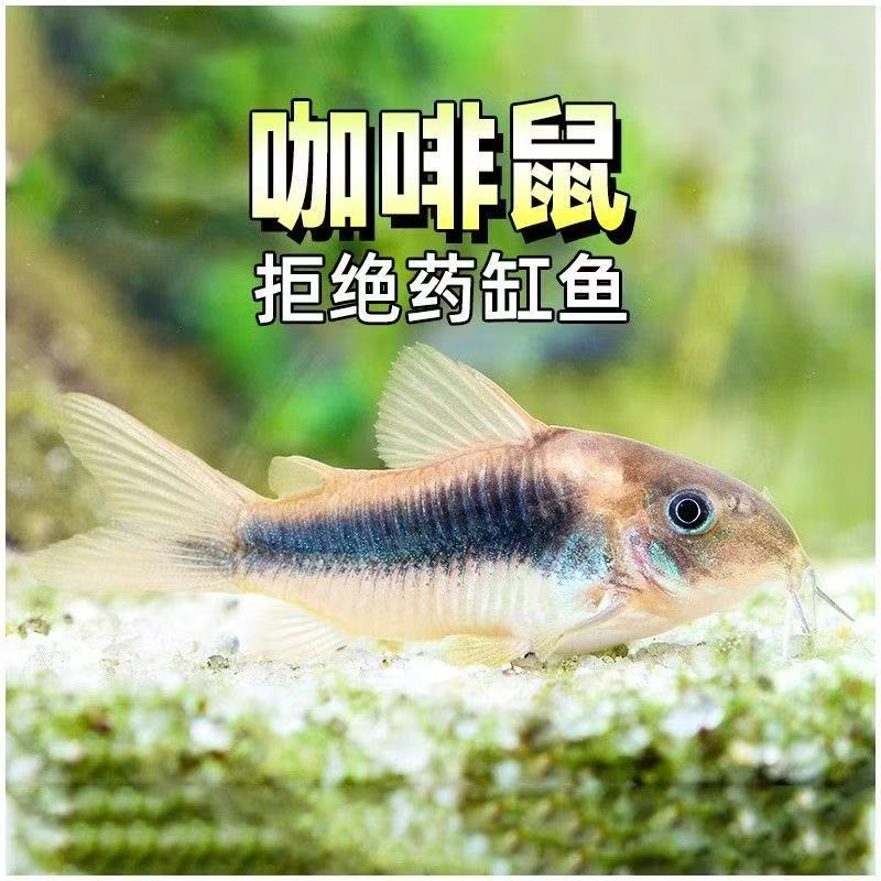 （咖啡鼠）热带观赏鱼除藻鱼垃圾鱼底栖鱼鼠鱼工具清洁