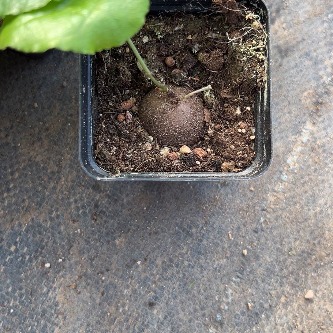 南非龟2.8公分，带盆