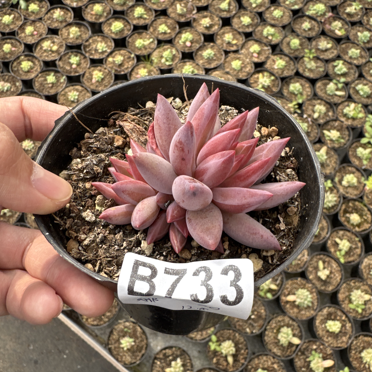 B733，娜娜多肉植物虞美人