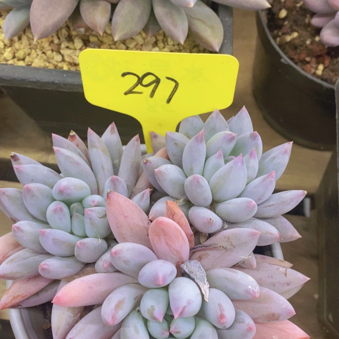 开心多肉，首播福利3