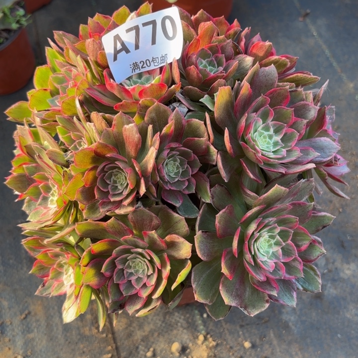 瑞妈多肉植物，770.