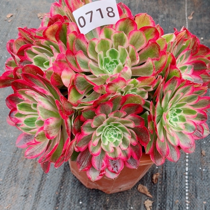 新品孔雀翎特价多肉