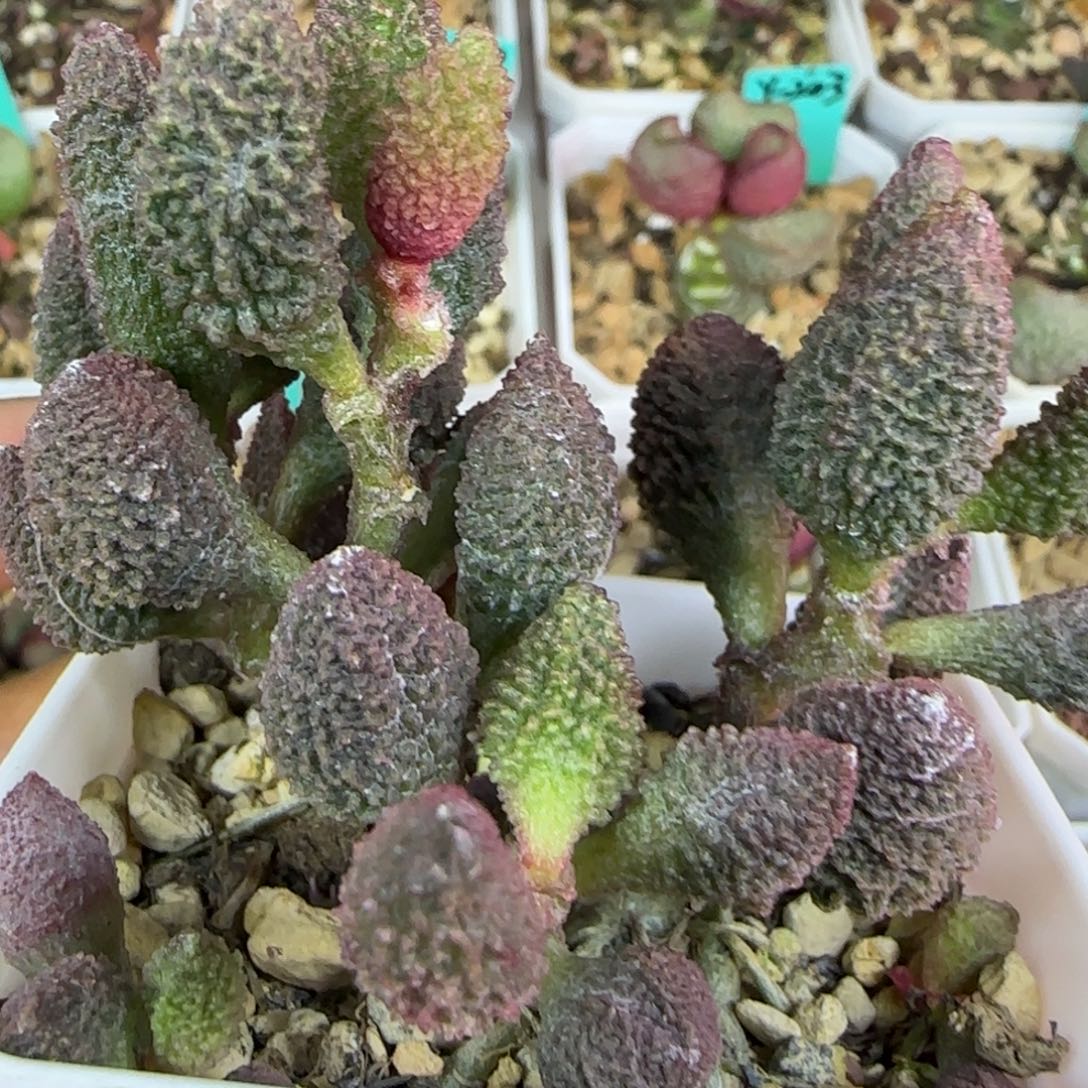 实生老庄，带盆发货