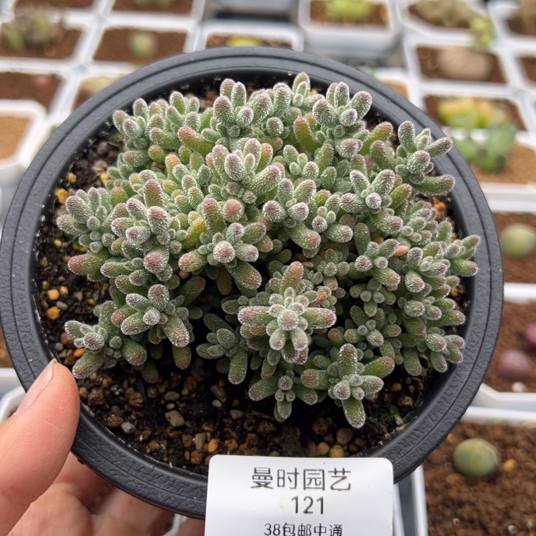 121号粉冰晶2.15多肉