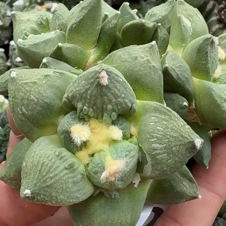 无花朵苗接怒涛265