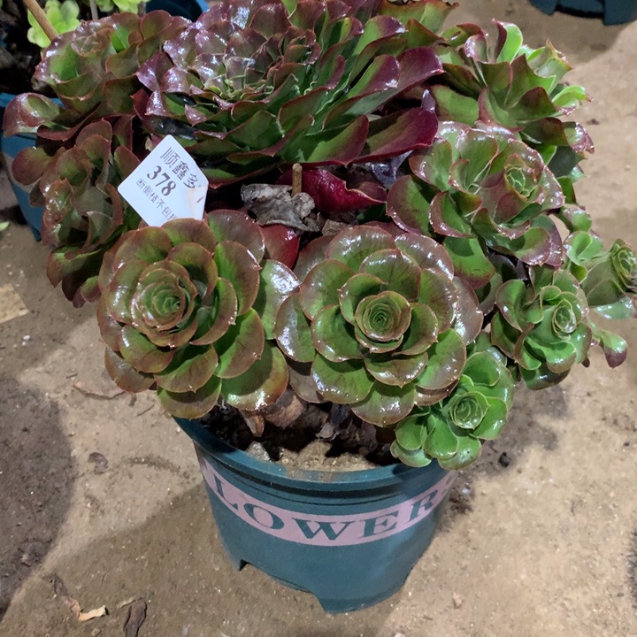 旺***仔378玫瑰多肉植物特价