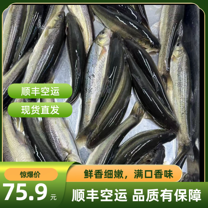 顺丰空运～东北野生冷水柳根鱼