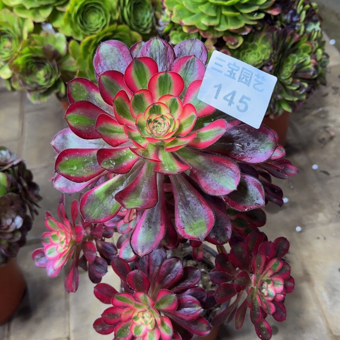 多肉植物145丽娜