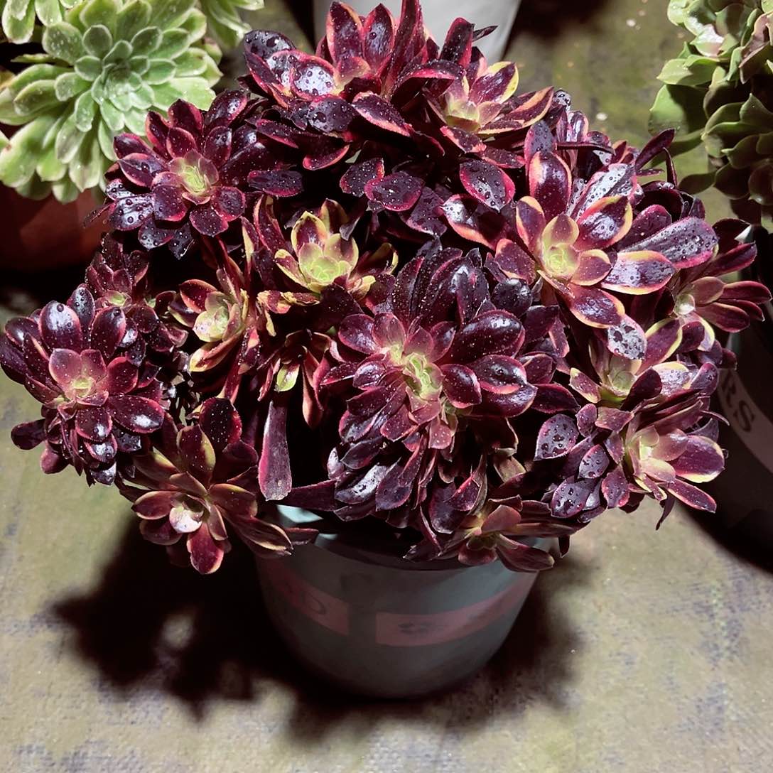 法师多肉漂亮漂亮