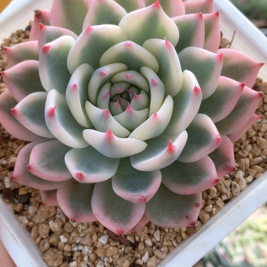 035锦锦锦锦锦锦锦锦