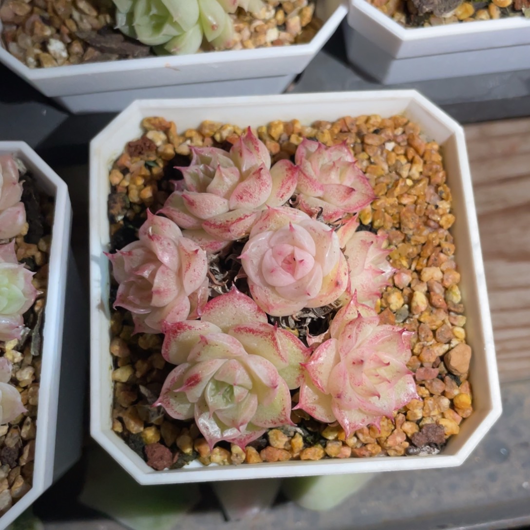 农***田S优选麦杆多肉福利2525