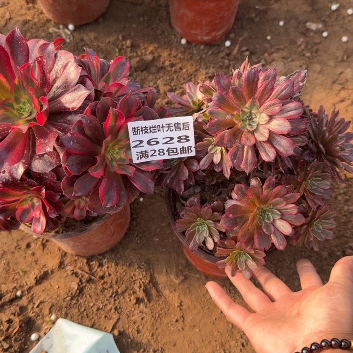 青***尧2628二号棚两个组合A