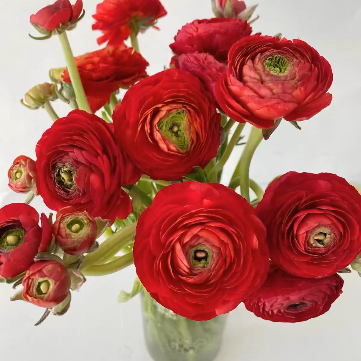 家居鲜花 红色洋牡丹 6+多余防损