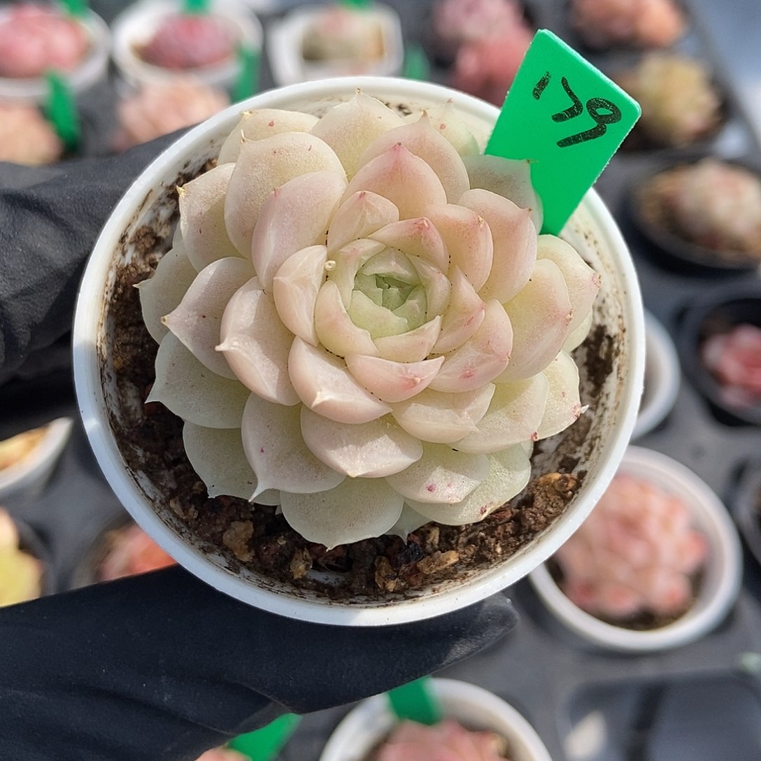 179  星宝精品多肉