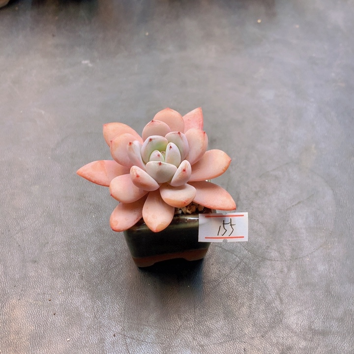 一物一拍满30包邮 155