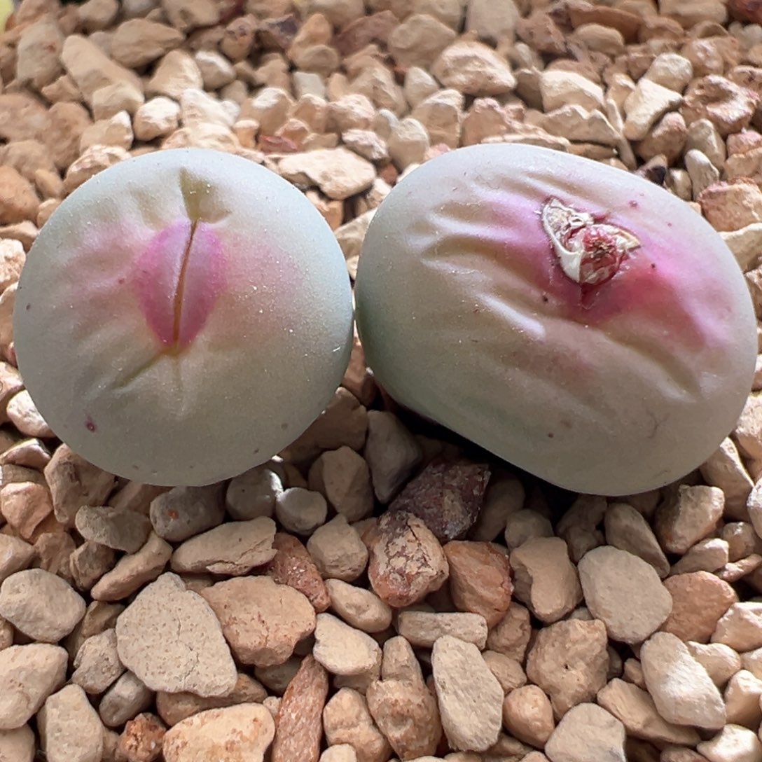 368。PV1014大型SUB红嘴