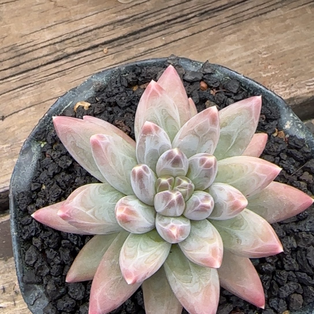 米***哥多肉植物多肉植物