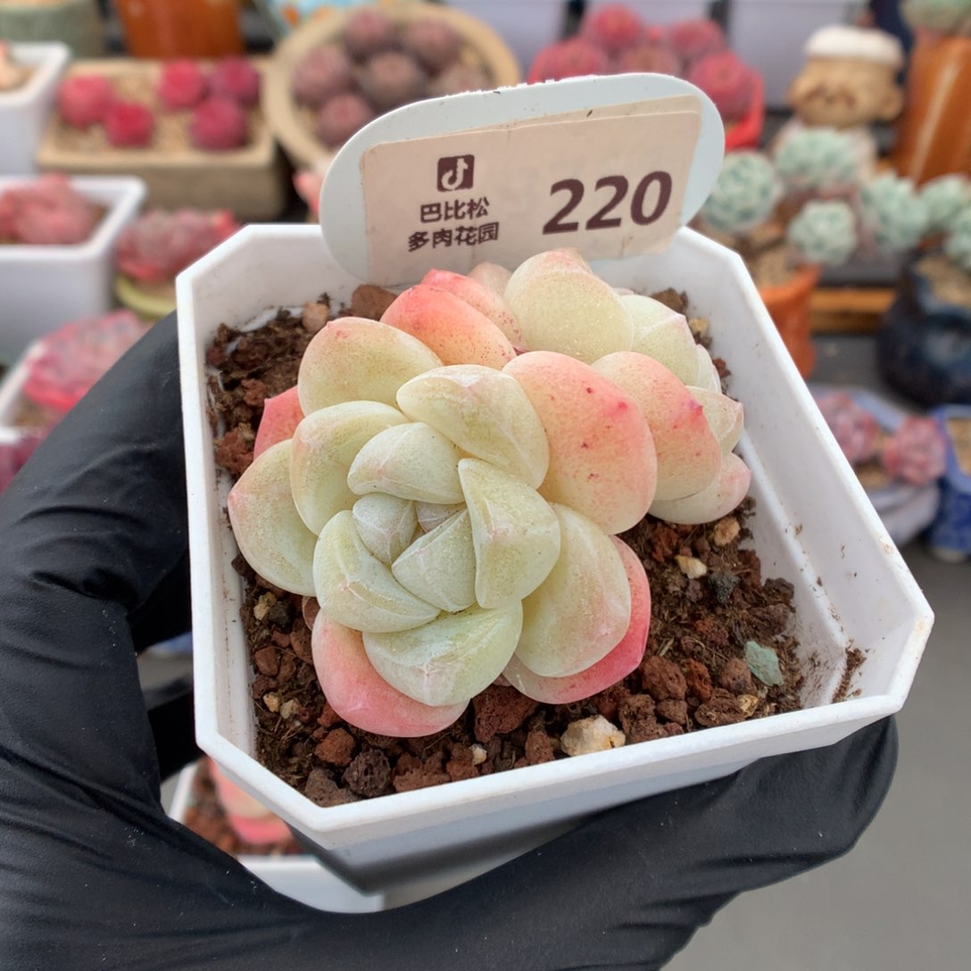 220 冰玉多肉多肉