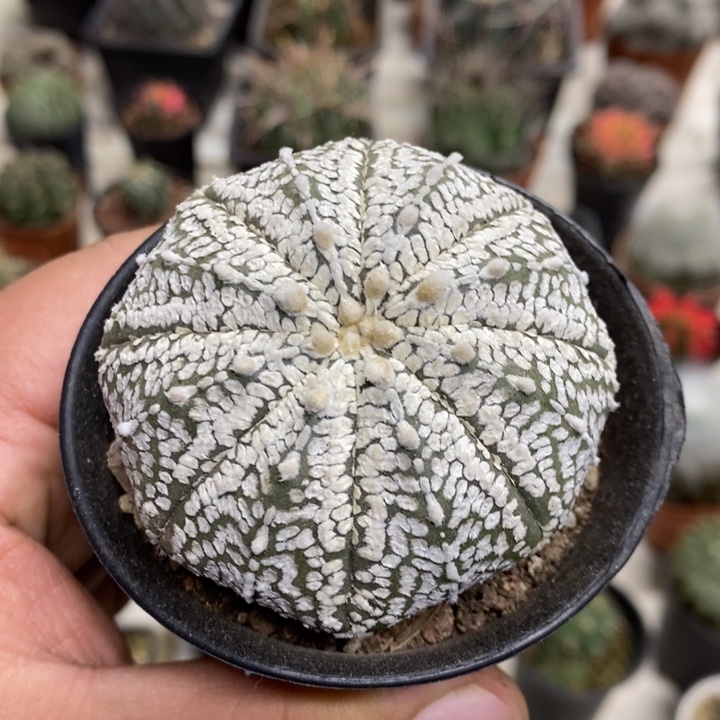 实生浓白兜特价福利