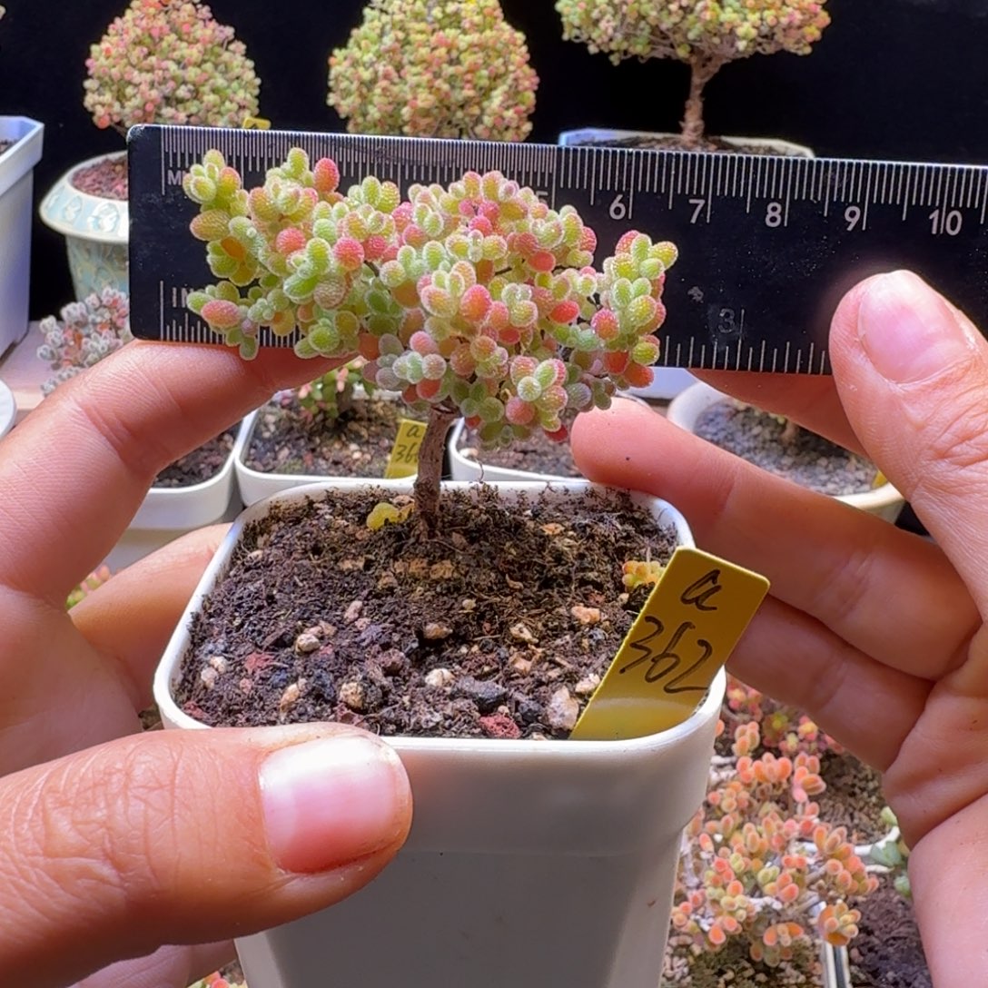 a362号橘子糖冠服6厘米左右