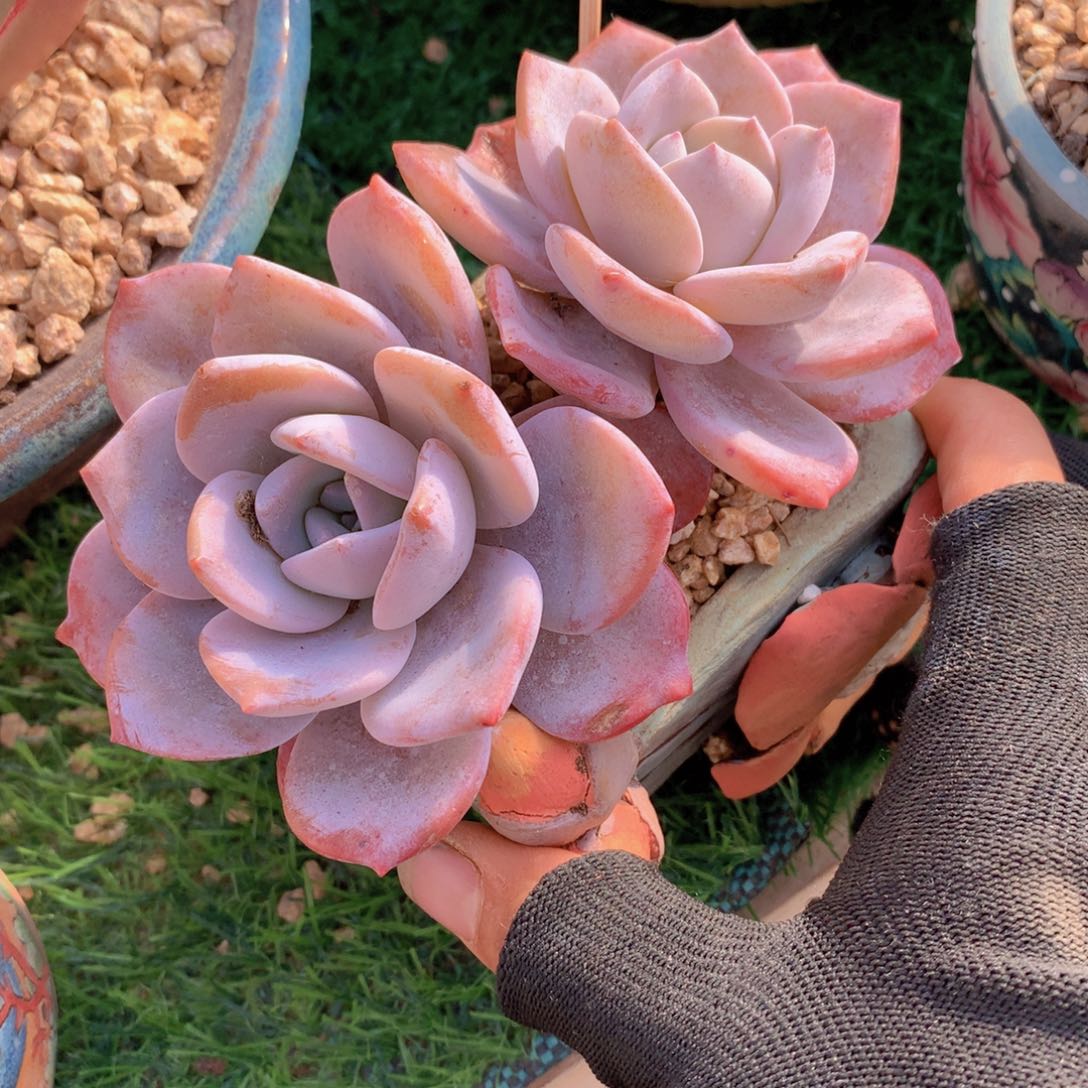 一**扣纽扣小礼物12 公分一物一拍