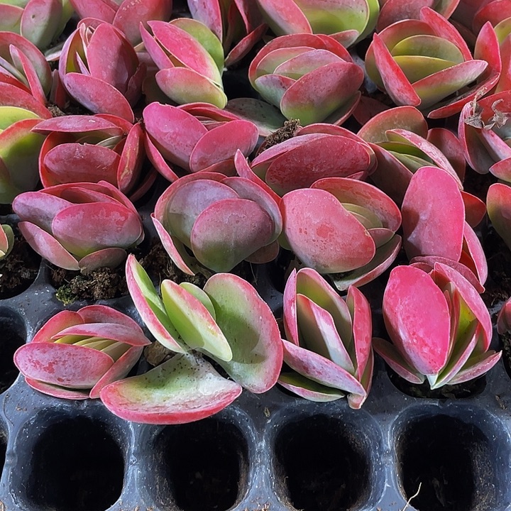 小唐印1元带土发货