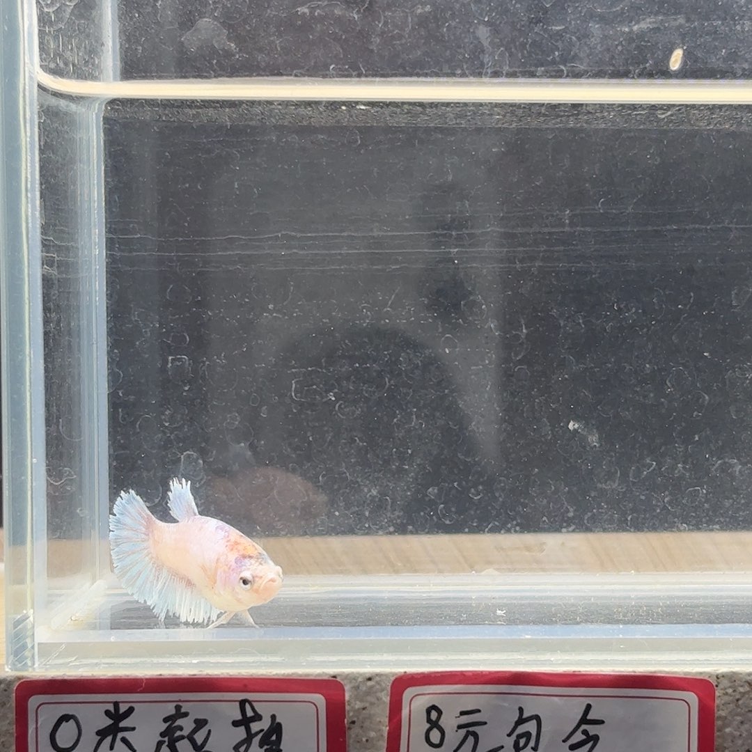 斗鱼泰国斗鱼母鱼可混养