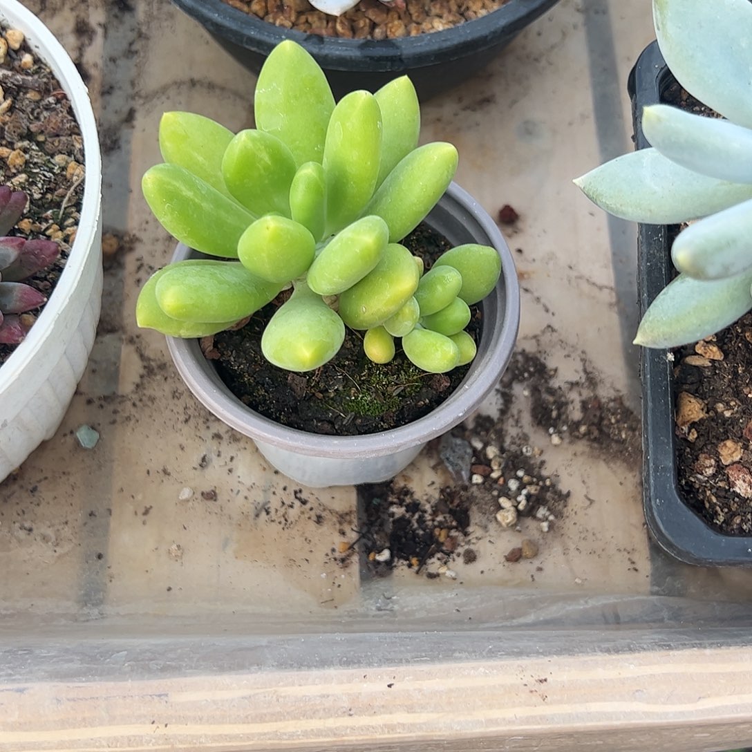 芒果奶小群多肉植物
