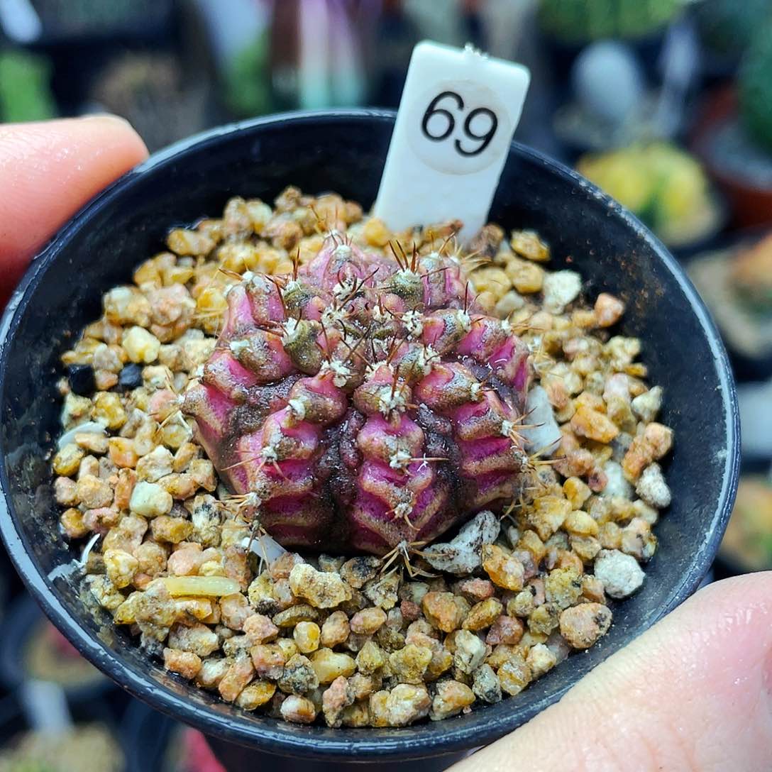 粉钻海神非偏远地区满25包邮仙人球