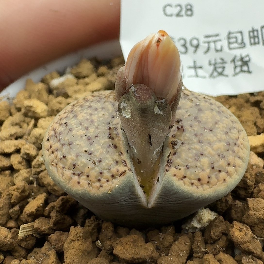 28多肉哈哈哈哈哈哈