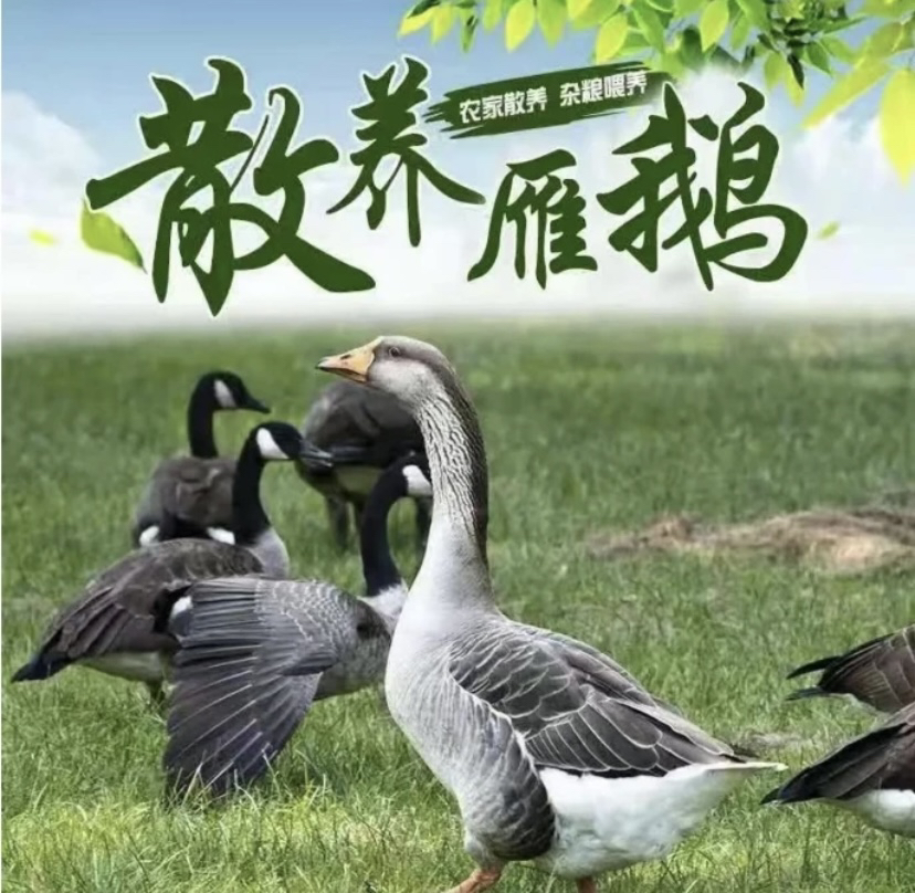 顺丰包邮农家散养大雁鸭2只毛重12斤带翅膀内脏含心肝宰杀后8-9斤