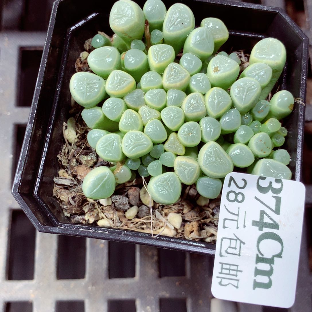 5厘米盆精控多肉374