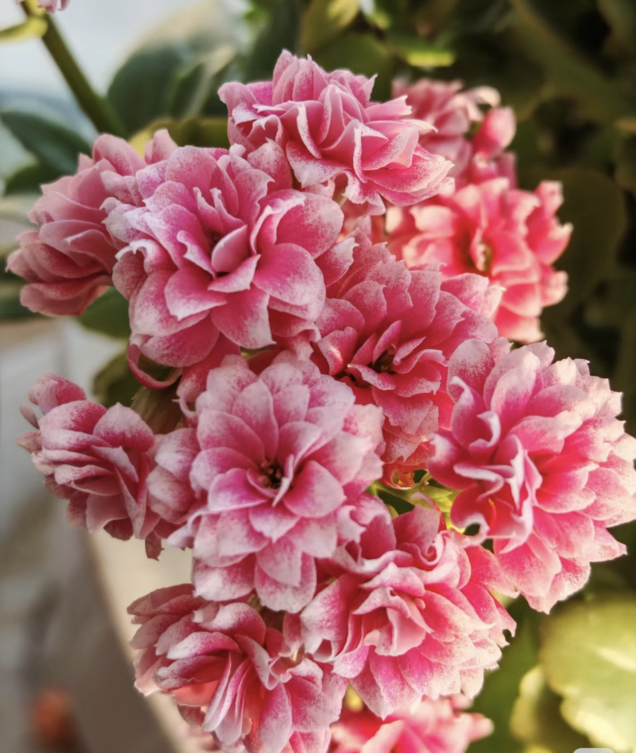 【安娜公主】110盆一代种苗长寿 稀有超大花品种 基地直发