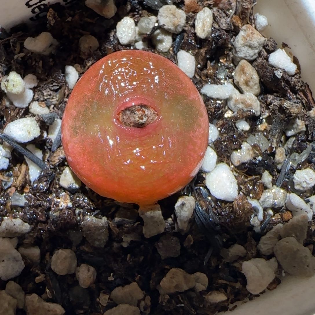 肉锥多肉植物百科-水蜜桃有疤1086