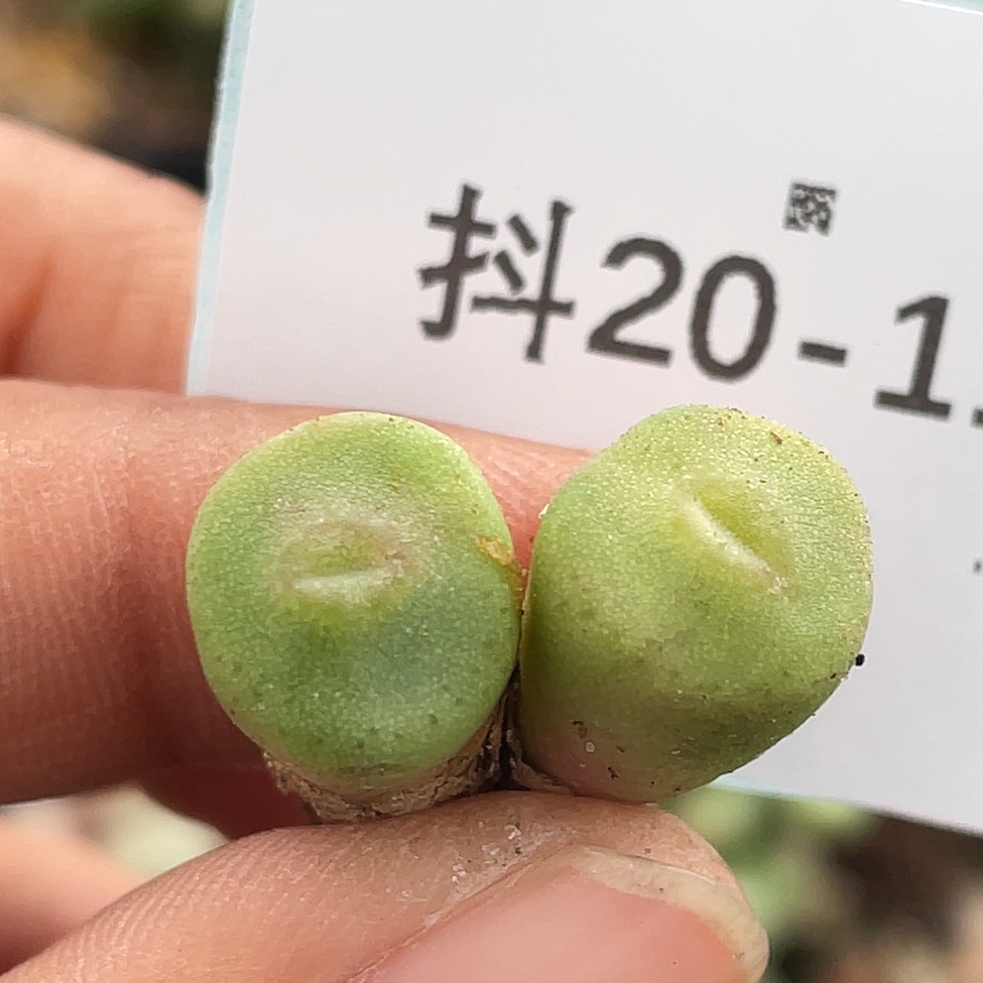 20-117毛钮扣多肉植物
