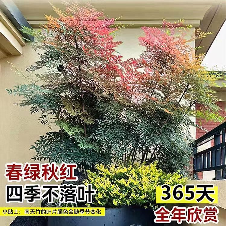 火焰南天竹老桩树苗红叶南天竹室外客厅庭院绿化造景室内外南天竺