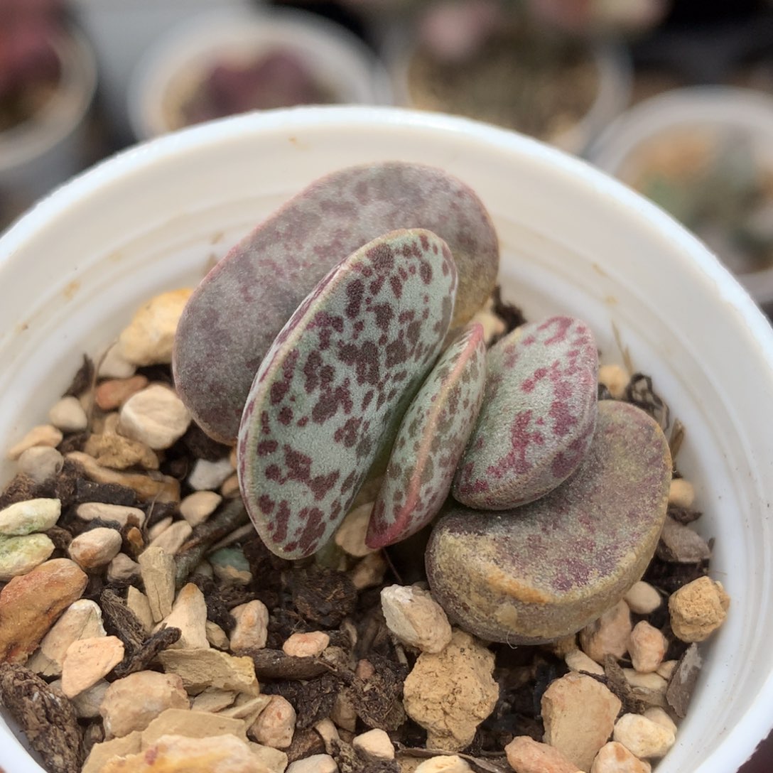 花蛋小株 5厘米盆