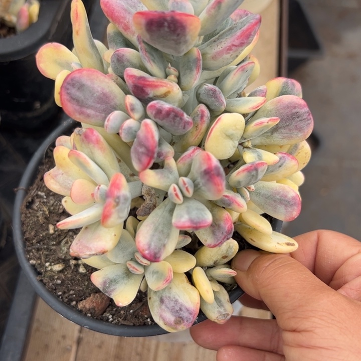无花朵408号福娘锦嫁接落地