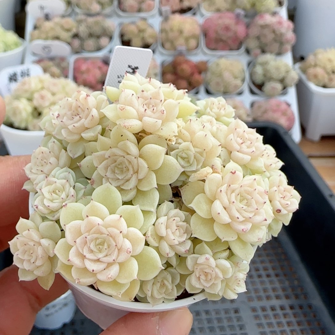 【闪购商品】0125-27（m1-252-2）