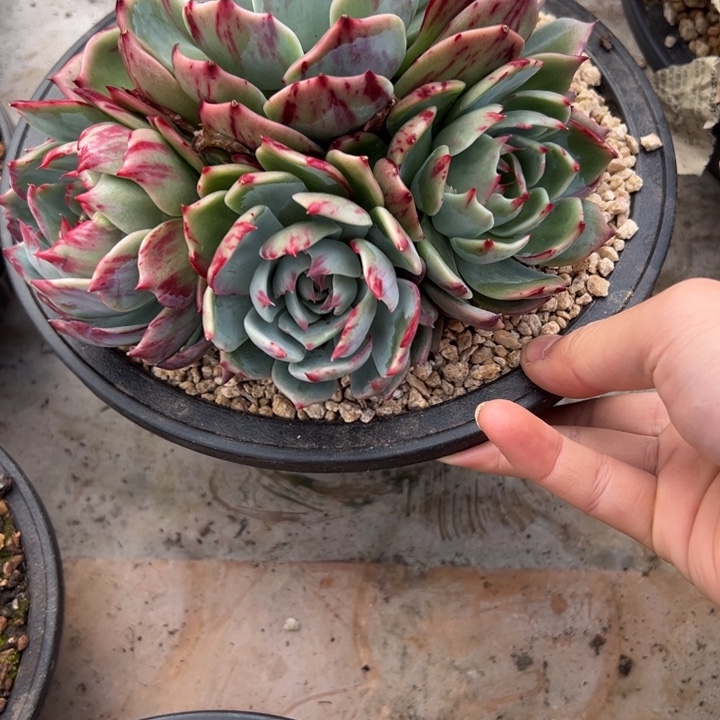 存***姐多肉植物存姐姐11111