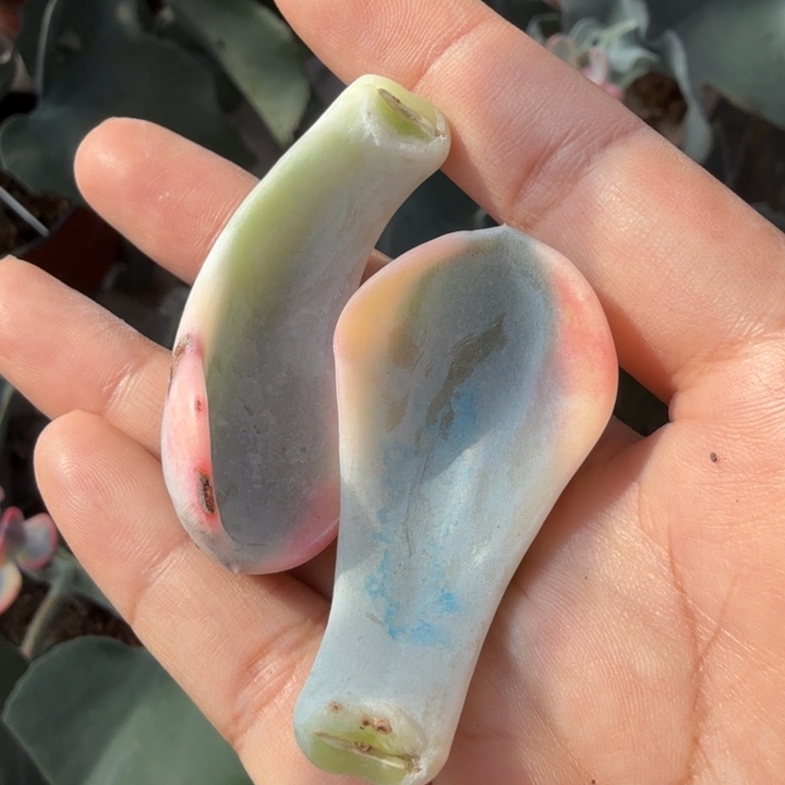 没靠近一组叶片的锦的锦