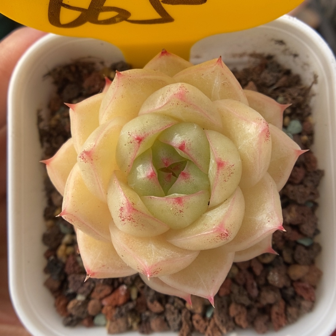 琉璃麦杆665号。     