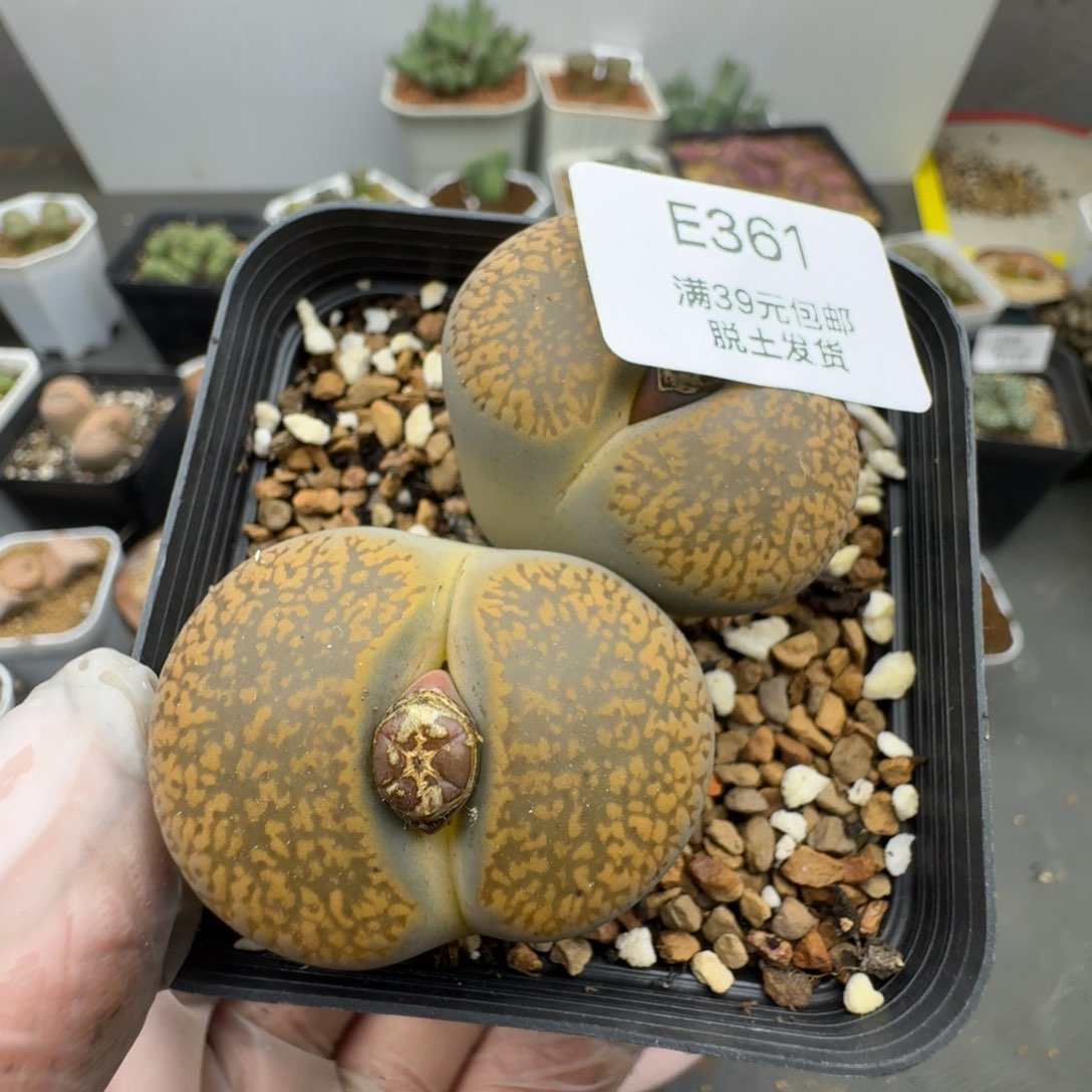 361多肉哈哈哈哈哈哈哈哈哈